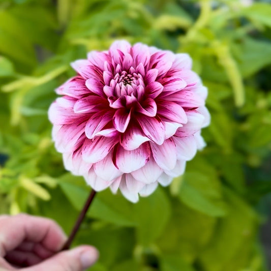 Strawberry Cream - 1 Cutting