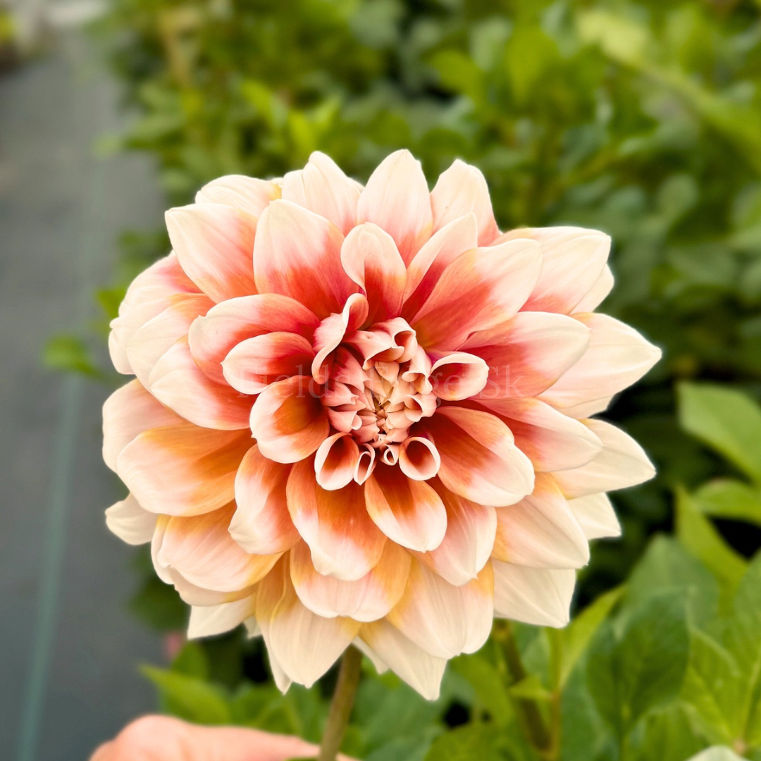 Striped Duet - 1 Cutting