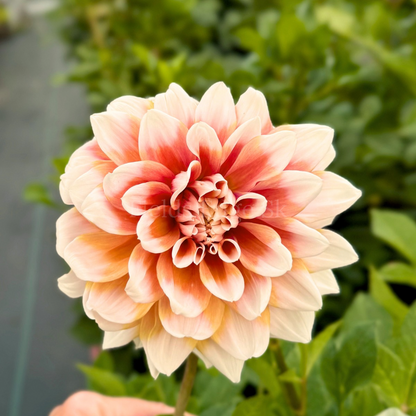 Striped Duet - 1 Cutting