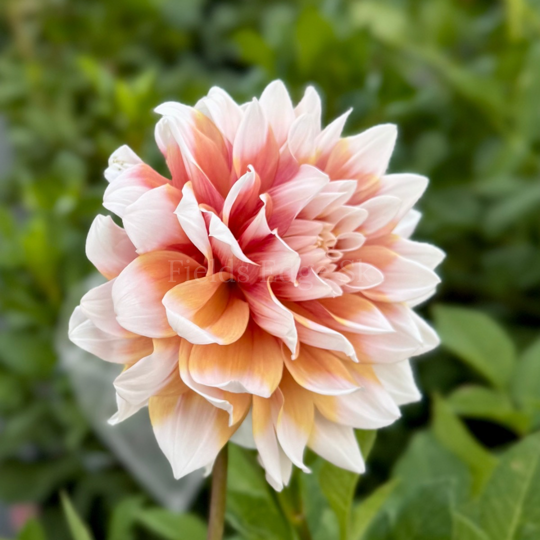 Striped Duet - 1 Cutting