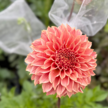 Coral Sea  - 1 Cutting