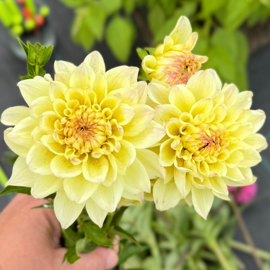 Mystery Dahlia #1