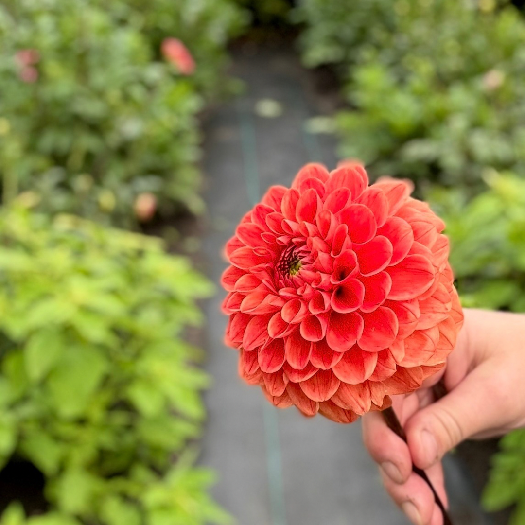Mystery Dahlia #2
