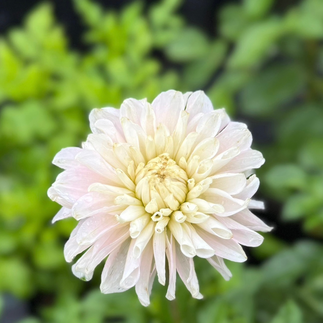 Mystery Dahlia #3