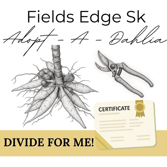 DIVIDE FOR ME!