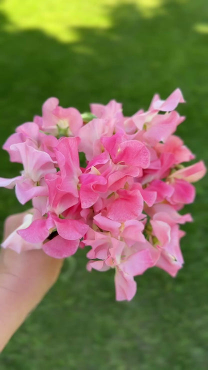 Sweet Pea - Alan Titchmarsh