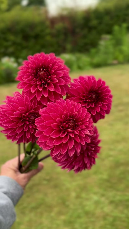 SC Rosie Jo