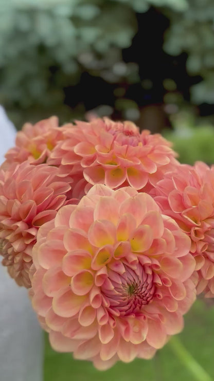 20th Ave Softer Peach